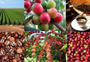 Os maiores produtores de café do mundo