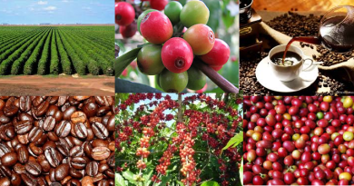 Os maiores produtores de café do mundo