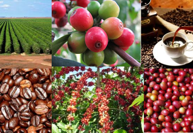 Os maiores produtores de café do mundo