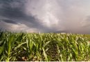 El Niño eleva desafio para a safra de verão El Niño eleva desafio para a safra de verão