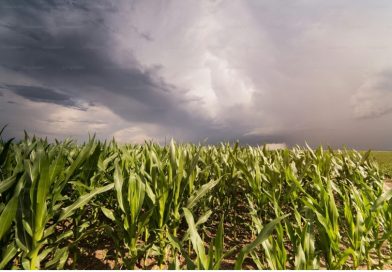 El Niño eleva desafio para a safra de verão El Niño eleva desafio para a safra de verão