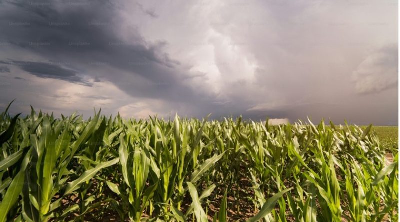 El Niño eleva desafio para a safra de verão El Niño eleva desafio para a safra de verão