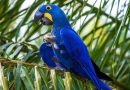 Arara-azul-grande e boto-tucuxi passam a integrar lista de animais ameaçados de extinção no Brasil Arara-azul-grande e boto-tucuxi passam a integrar lista de animais ameaçados de extinção no Brasil