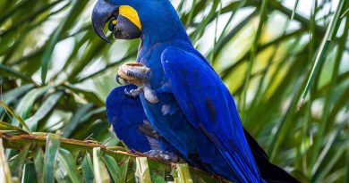 Arara-azul-grande e boto-tucuxi passam a integrar lista de animais ameaçados de extinção no Brasil Arara-azul-grande e boto-tucuxi passam a integrar lista de animais ameaçados de extinção no Brasil