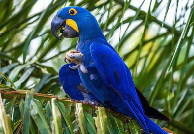 Arara-azul-grande e boto-tucuxi passam a integrar lista de animais ameaçados de extinção no Brasil Arara-azul-grande e boto-tucuxi passam a integrar lista de animais ameaçados de extinção no Brasil